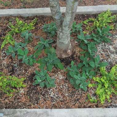 Lamb's Ear