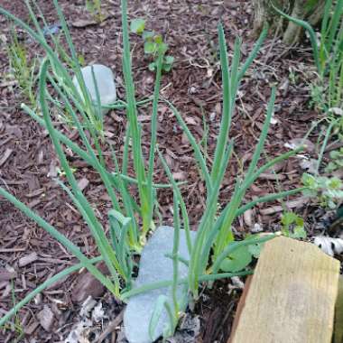 Spring Onion