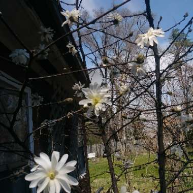 Magnolia stellata