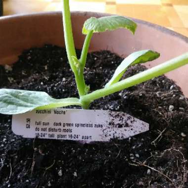 Courgette 'All Green Bush'