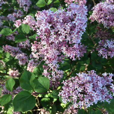 Syringa