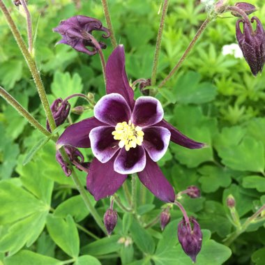 Aquilegia