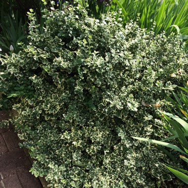 Euonymus Fortunei 'Emerald Gaiety'