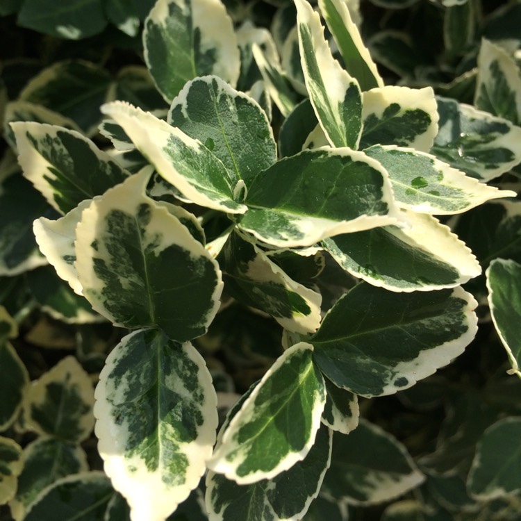 Plant image Euonymus Fortunei 'Emerald Gaiety'