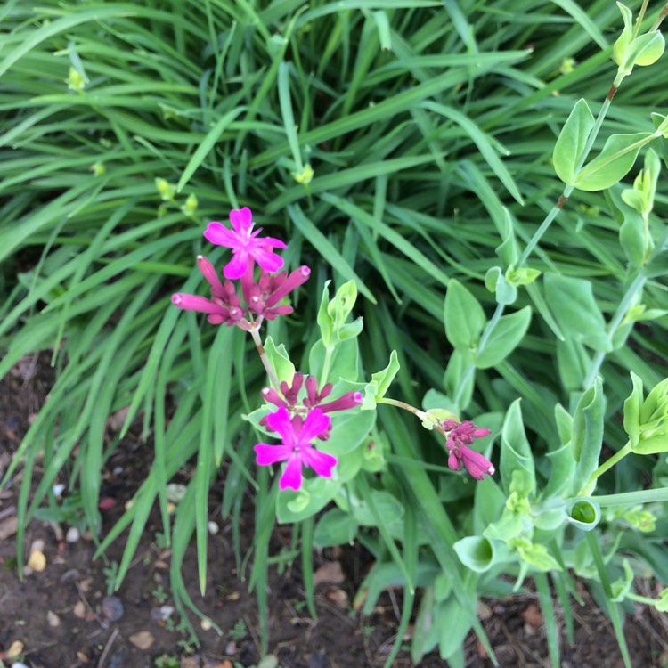 Plant image Silene viscaria 'Splendens' syn. Lychnis viscaria 'Splendens'