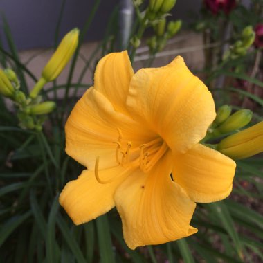 Hemerocallis 'Stella De Oro'