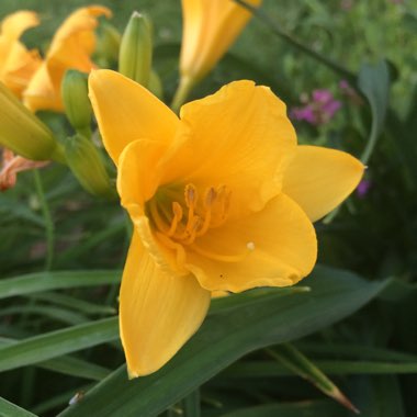 Hemerocallis 'Stella De Oro'