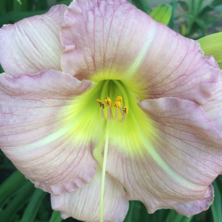 Plant image Hemerocallis 'Autumn Red'