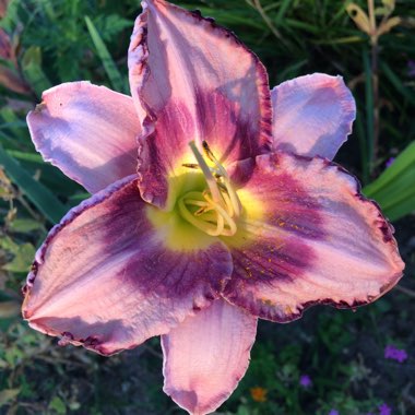 Hemerocallis