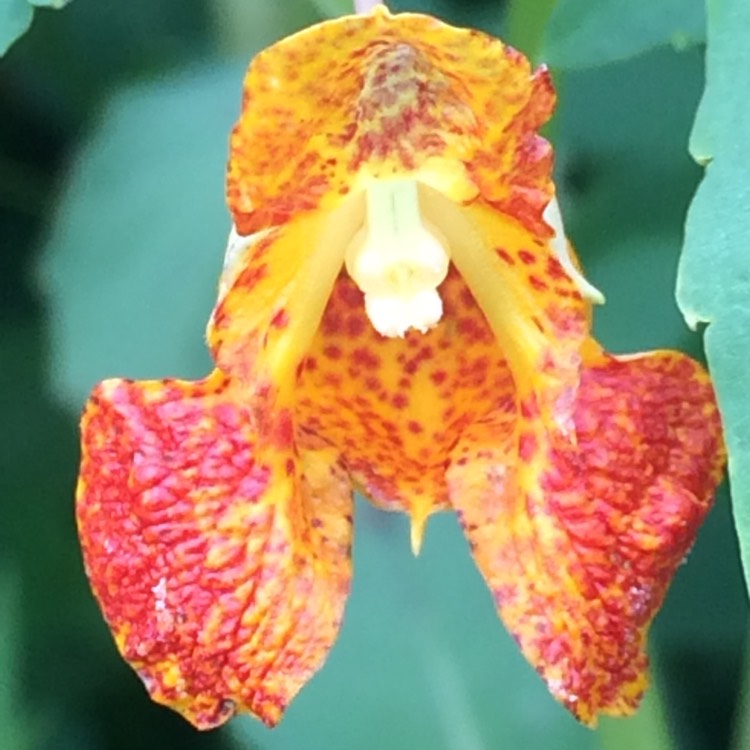 Plant image Impatiens capensis