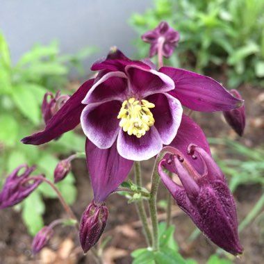 Aquilegia