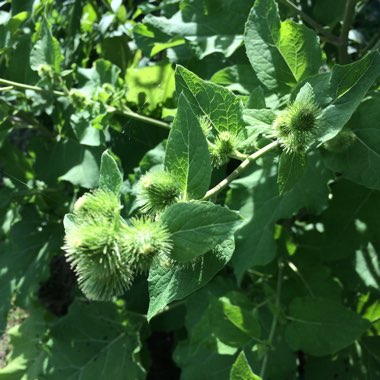 Common Burdock