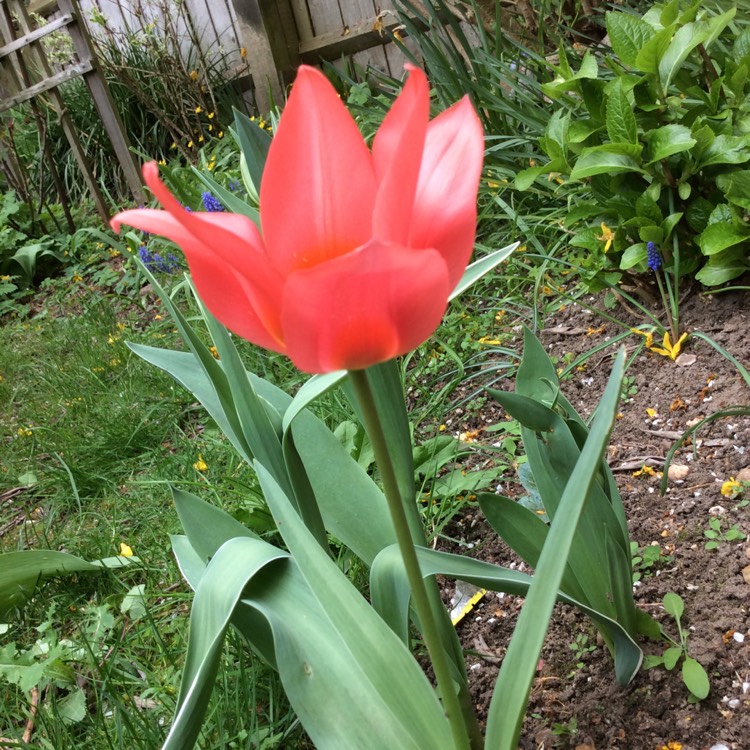 Plant image Tulipa 'Daydream'