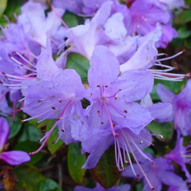 Plant image Rhododendron 'Blue Peter'