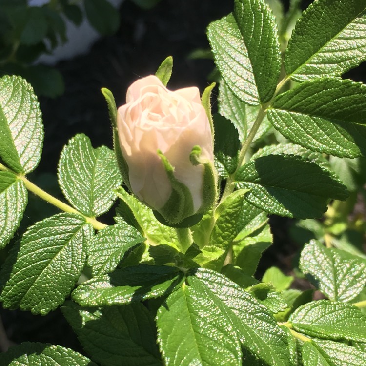 Plant image Rosa 'Blanc Double de Coubert' syn. Rosa 'Blanche Double de Coubert'