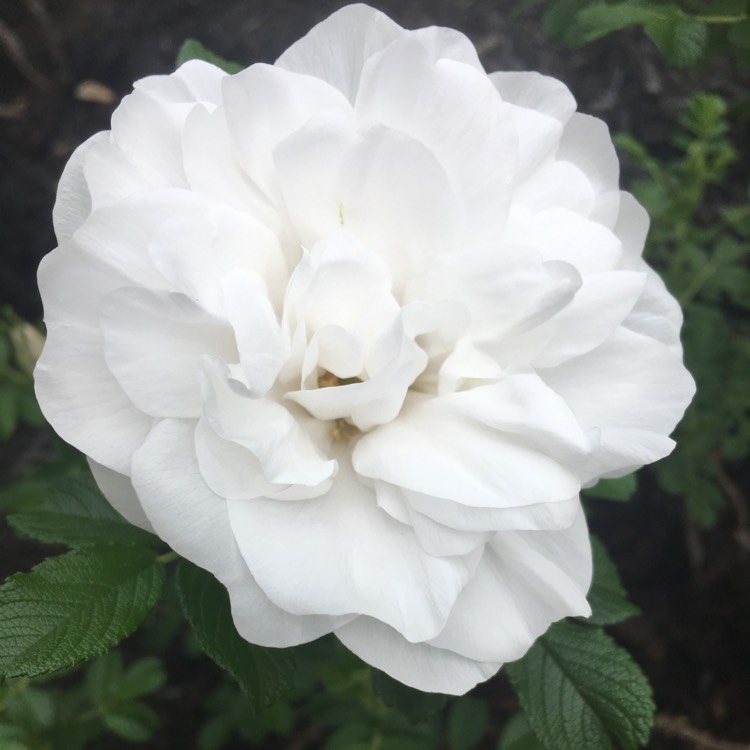 Plant image Rosa 'Blanc Double de Coubert' syn. Rosa 'Blanche Double de Coubert'