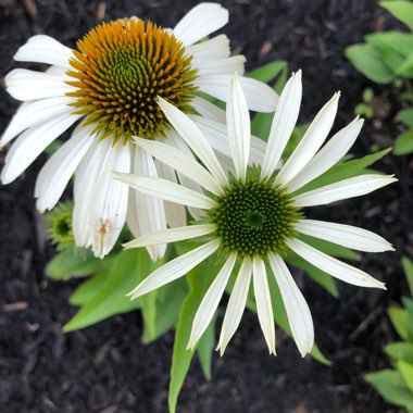 Coneflower 'White Swan'