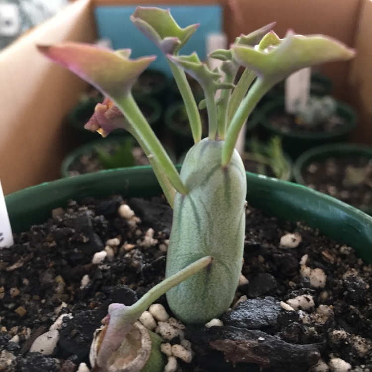 Plant image Senecio Articulatus Variegatus