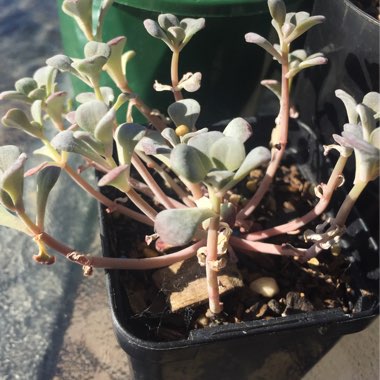 Sedum 'Purple Blob'