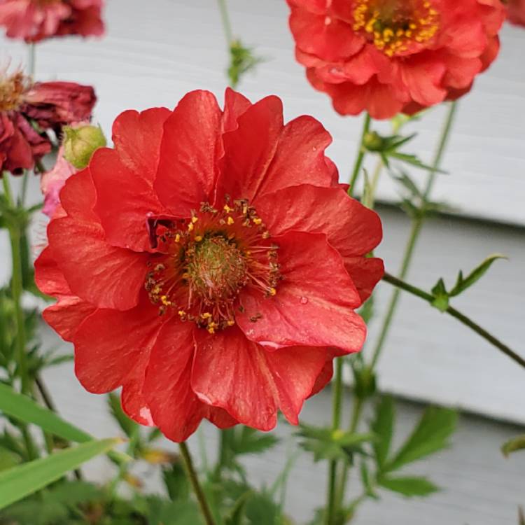 Plant image Geum 'Blazing Sunset'