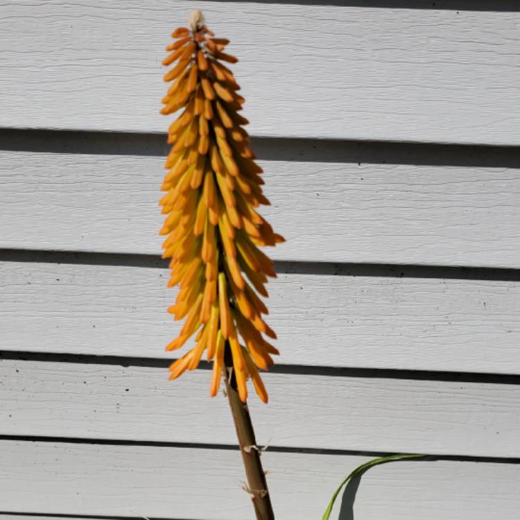 Plant image Kniphofia 'Mango Popsicle' (Popsicle Series)