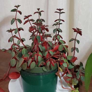 Peperomia