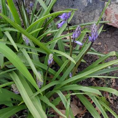 Bluebells