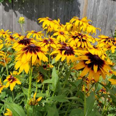 Black-Eyed Susan