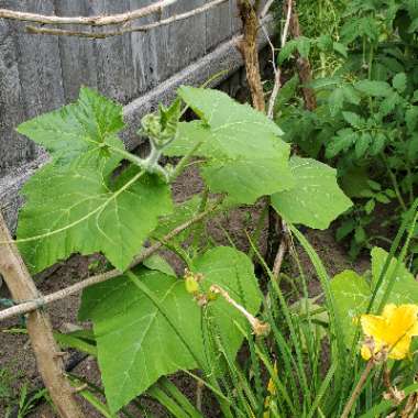 Zucchini 'Tromboncino'