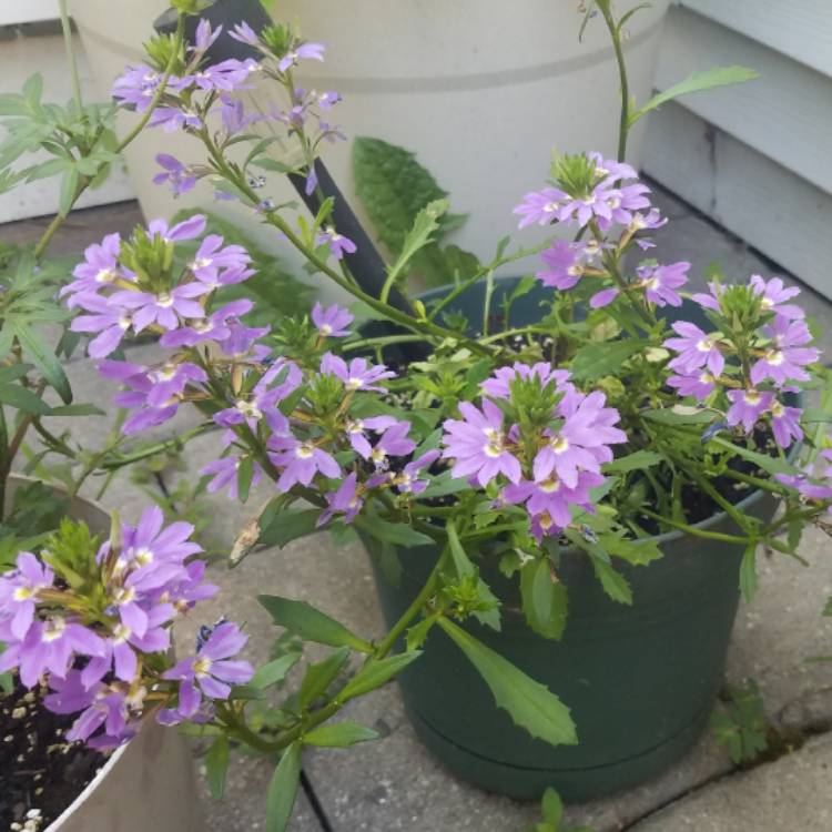 Plant image Scaevola aemula