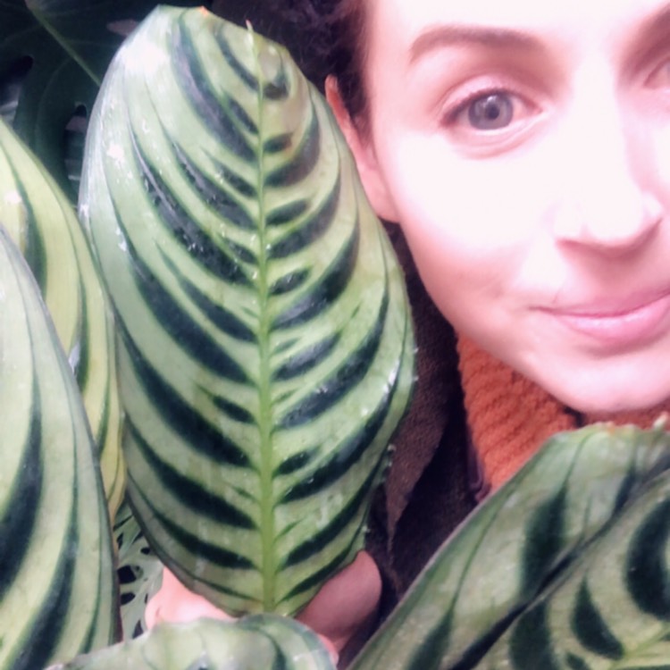 Plant image Calathea Insignis