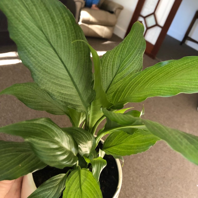 Plant image Spathiphyllum 'Platinum Mist'