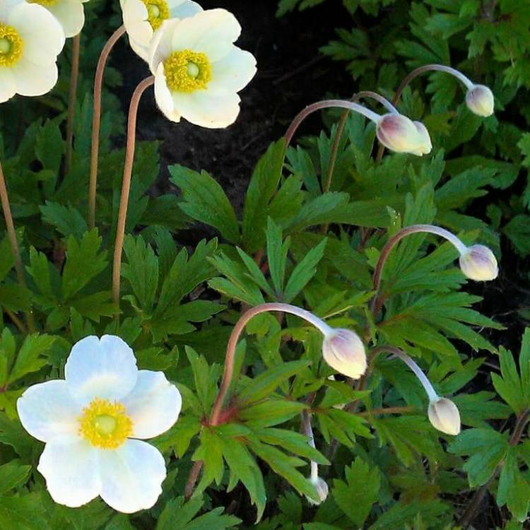 Plant image Anemone sylvestris