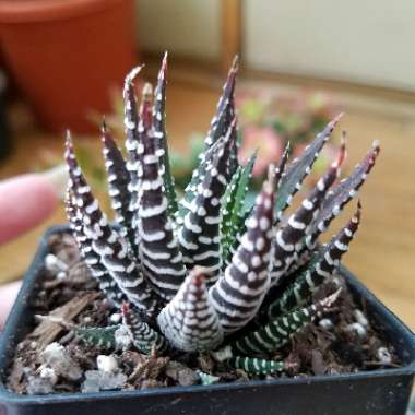 Haworthiopsis attenuata var. attenuata 'Striata' syn. Haworthia attenuata 'Striata'