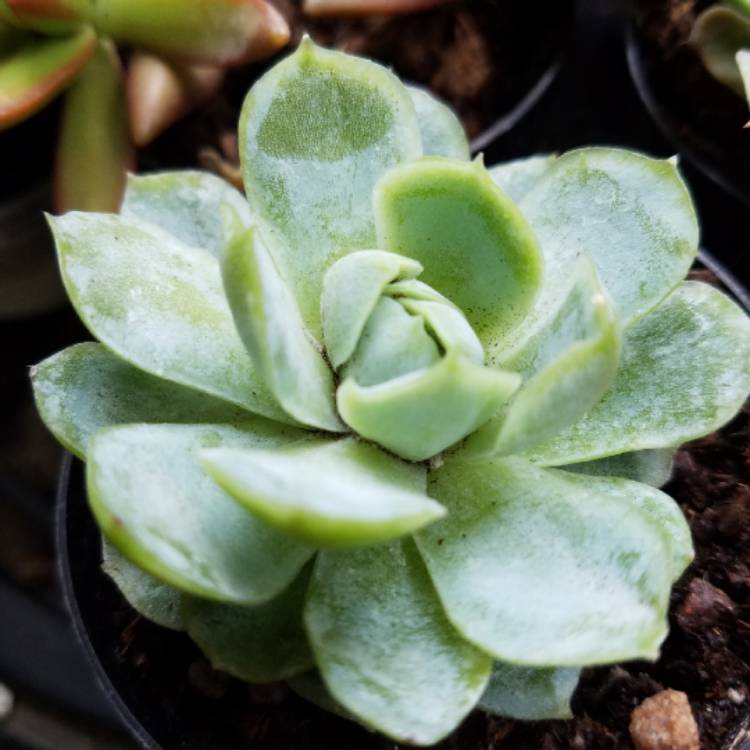 Plant image Echeveria Arctic Ice