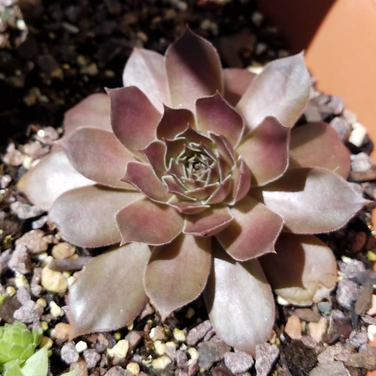 Plant image Sempervivum Chocolate Kiss