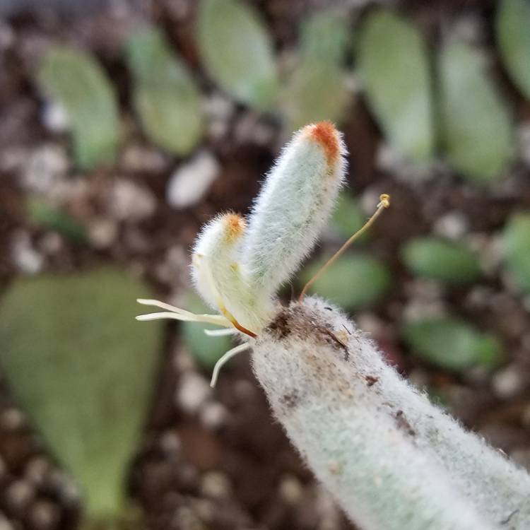 Plant image Kalanchoe tomentosa 'Super Fuzzy'