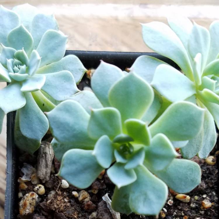 Plant image Echeveria Azulita