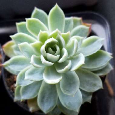 Echeveria Elegans