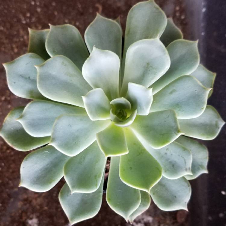 Plant image Echeveria Allegra