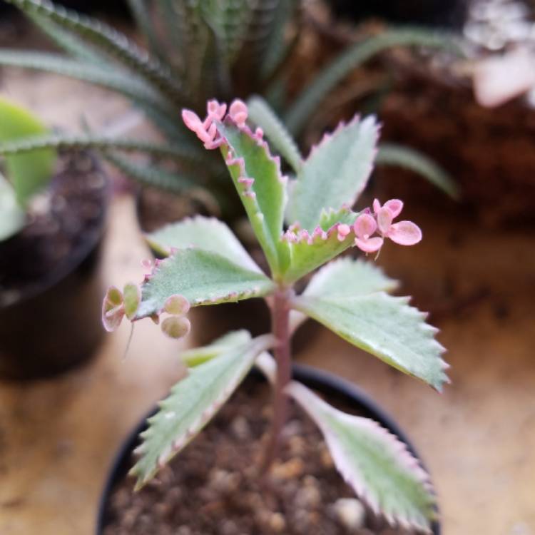 Plant image Kalanchoe delagoensis x daigremontiana