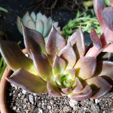 Echeveria 'Black Prince'