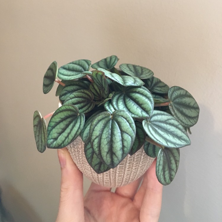 Plant image Peperomia albovittata