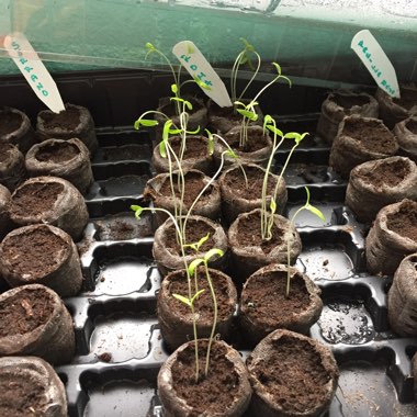 Solanum lycopersicum 'Roma'