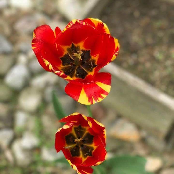 Plant image Tulipa 'Olympic Flame'