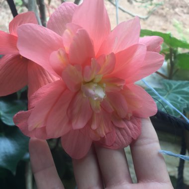 Begonia 'Angel Soft Orange' (Waterfalls Series)