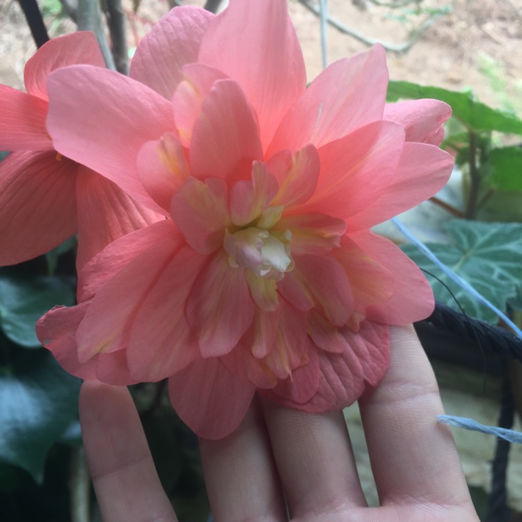 Plant image Begonia 'Angel Soft Orange' (Waterfalls Series)