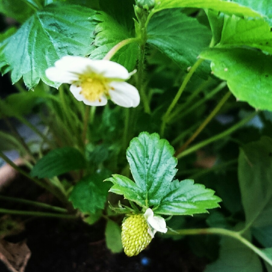 Woodland Strawberry 'White Soul'