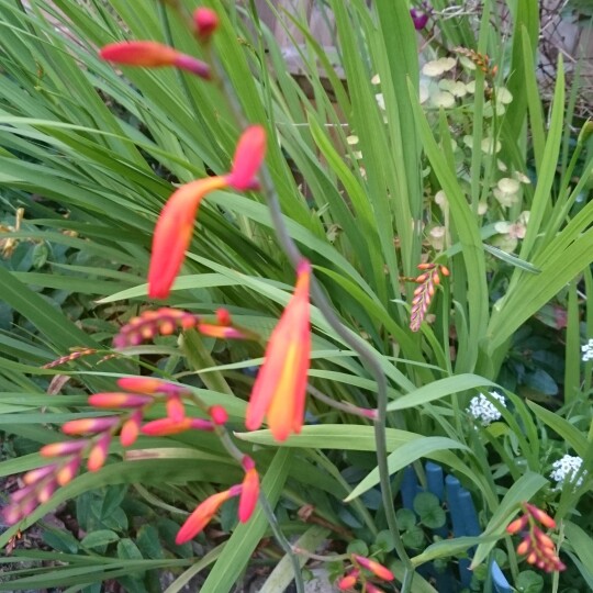 Montbretia