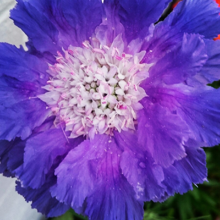 Scabious 'Butterfly Blue'